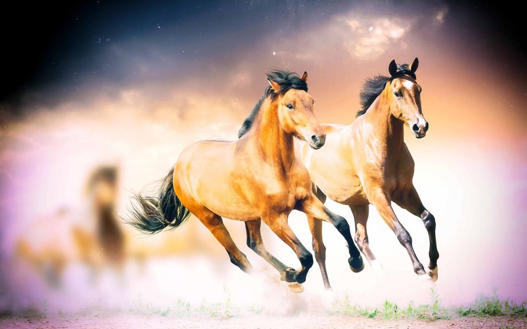 Banner only